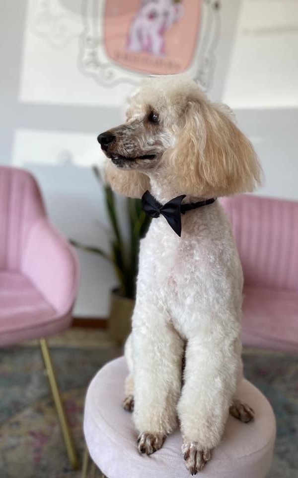 Amaca Per Toelettatura Cani - XS Rosa, Con Ganci A S, Per Lavaggio/Taglio Unghie/Cura Orecchie - Foto 10